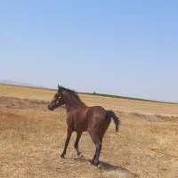 اسب نریان سه ساله کرد