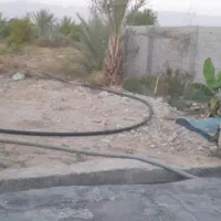 پیاز گل نرگس