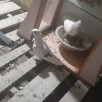 کبوتر دم سوتابی فر کاکولی و سفید فر ماده