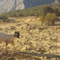 بز‌بزغاله‌جوان‌داشتی‌شیش‌عدد|حیوانات مزرعه|گیلان غرب, |دیوار