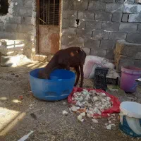 فروش بز ابستن نزدیک