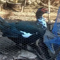 اردک اسرائیلی