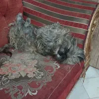 سگ پاکوتاه|سگ|مشهد, تبادکان|دیوار