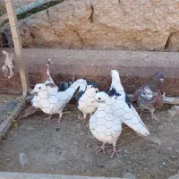 کفتر|پرنده|اسفراین, |دیوار