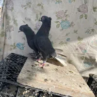 کبوتر سوسک دم سفید