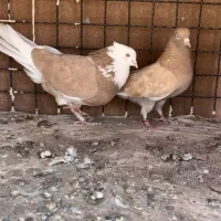 نروماده شازده زردپرشی