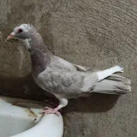 دو عدد کبوتر فروشی