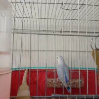 پرنده کوتوله برزیلی