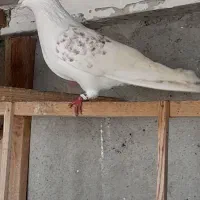 کفتر های پروازی