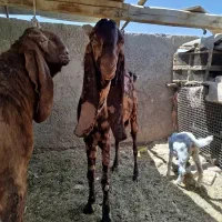 مری بر|حیوانات مزرعه|زاهدان, |دیوار