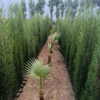 فروش نهال مرکبات باردار و غیرباردار نهال سیاه ریشه|خدمات باغبانی و درختکاری|قائم‌شهر, |دیوار