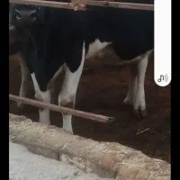 گاوتازه زاییده