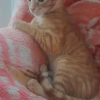 حیوان خانگی