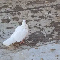 کبوتر|پرنده|کبودرآهنگ, |دیوار