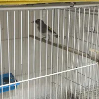 سهره نر بخون.فنچ|پرنده|قائن, |دیوار