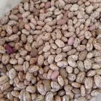 لوبیا چیتی
