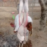 ذبح شرعی دام بره گوساله وشترمرغ