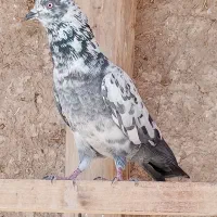 بیست عدد کبوتر|پرنده|قروه, |دیوار