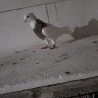 اهواز شهرک الاهیه