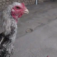 جوجه خروس و مرغ و جوجه مرغ|حیوانات مزرعه|گنبد کاووس, |دیوار