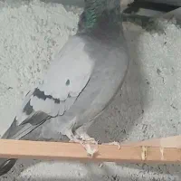 کبوتر  پرشی