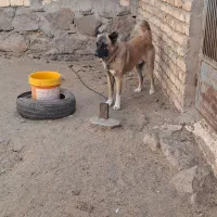 سگ گله ای|سگ|قم, پردیسان|دیوار
