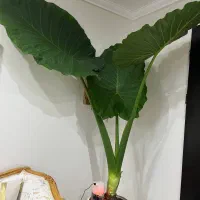 گل بابا آدم