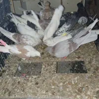 کبوتر|پرنده|قم, ولیعصر|دیوار