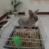 خرگوش لوپ معاوضه با عروس هلندی