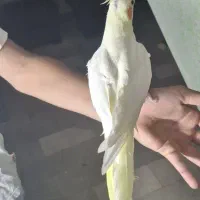 عروس هلندی زعفرانی