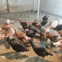 بوقلمون برنز