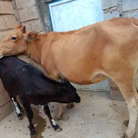 گاو سویسی 6ماه ابستن با گوساله بزرگ