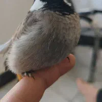 دو عدد قناری نر و ماده