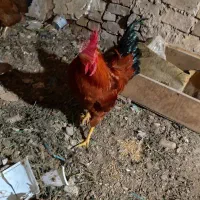 ۳تا خروس محلی|حیوانات مزرعه|محمدیه-قزوین, |دیوار