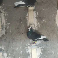 سهتا پلنگ دوتاکلای  یک کوسه سوراخی|پرنده|کرمان, |دیوار