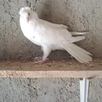 کبوتر راعبی نر جوان