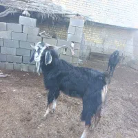 سلام دوبر خوب روزگاری ب فروش میرسد