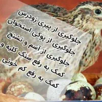 گوشت بلدرچین ،کفتر و...|خوردنی و آشامیدنی|اصفهان, مصلی|دیوار