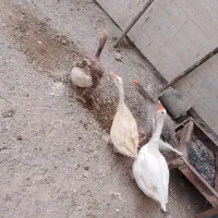 غاز محلی تخمگذار