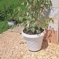 گلهای آپارتمانی بنجامین و نخل ماداگاسکار و کاکتوس