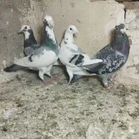 کبوتر قره ونکی پلاکی ابلق سبز پلاکی ذات قدیمی|پرنده|شیراز, شریف‌آباد|دیوار
