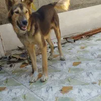 سگ ژرمن|سگ|اهواز, کوی مهدیس|دیوار