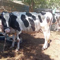 فروش گاو شیری|حیوانات مزرعه|شباب, |دیوار