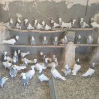 کبوتر طوقی بدون غلط