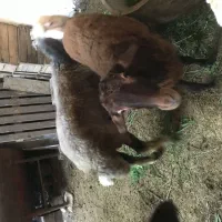 گوسفندهای افشار بروجرد|حیوانات مزرعه|قائمشهر, |دیوار