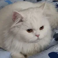 پرشین کلاسیک
