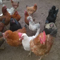 مرغ و خروس محلی