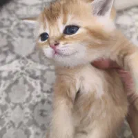 واگذاری گربه|گربه|تهران, آهنگران (سراسیاب دولاب)|دیوار