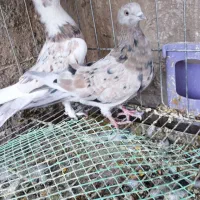 نر هما ماده سرور|پرنده|اصفهان, سروستان|دیوار