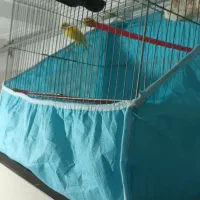 قناری نر و ماده خواهر و برادر|پرنده|بابل, |دیوار